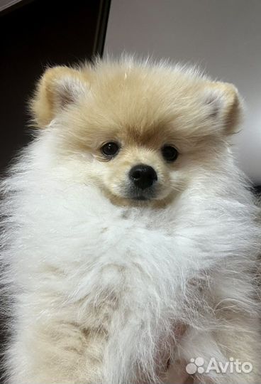 Померанский шпиц медвежьего типа