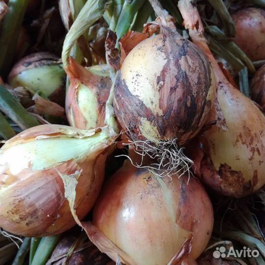 Семена репчатого лука Сеншуй
