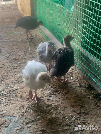 Индюки индюшата