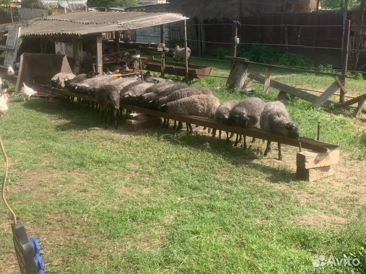 Овцы бараны