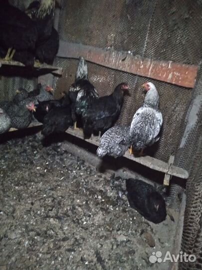 Куры несушки