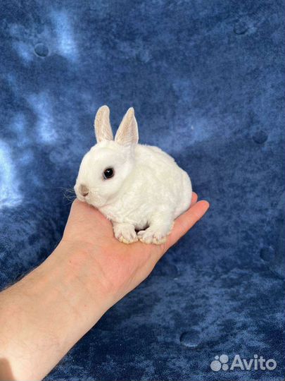 Карликовые кролики мини