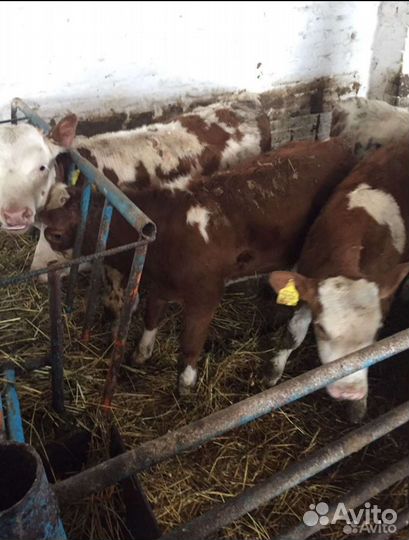 Бычки и телята