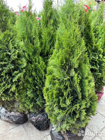 Туя смарагд