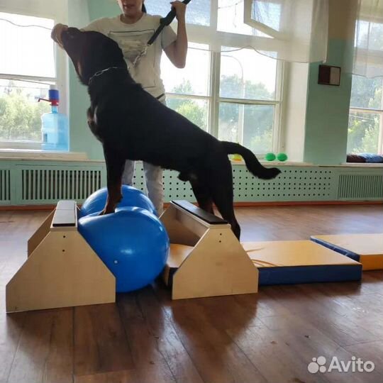 Кинолог. Дипломированный специалист по хендлингу