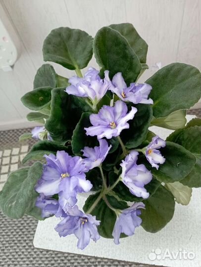 Фиалка (сенполия)