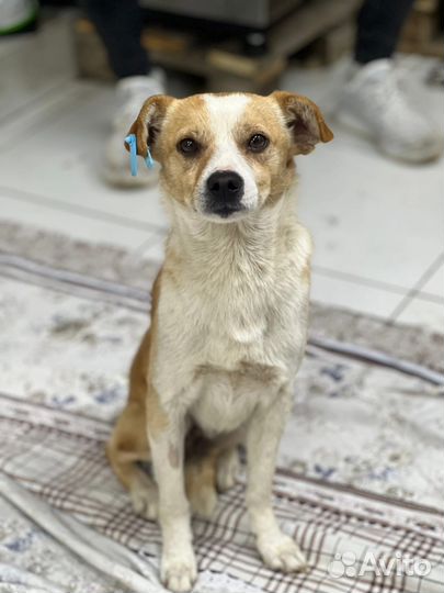 Собака в добрые руки