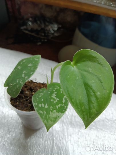 Сциндапсус эпипремнум, хойя