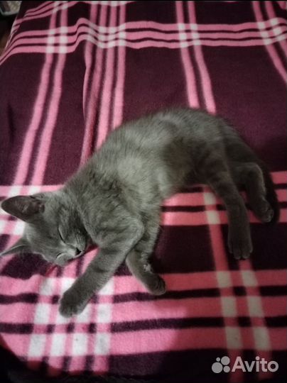 Котята в добрые руки бесплатно