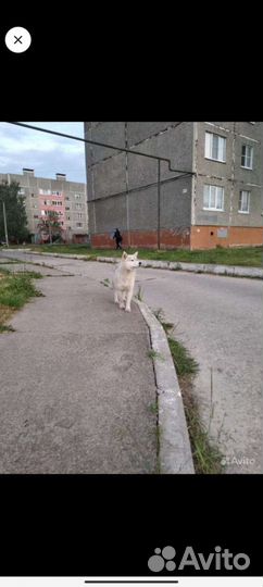 Отдам в добрые руки