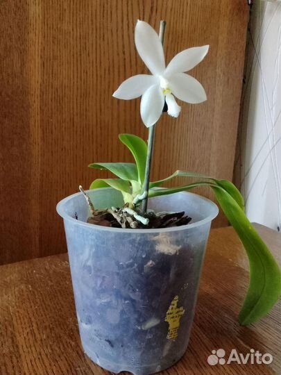 Продам орхидеи