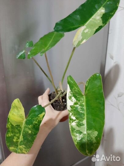 Монстера тайское созвездие