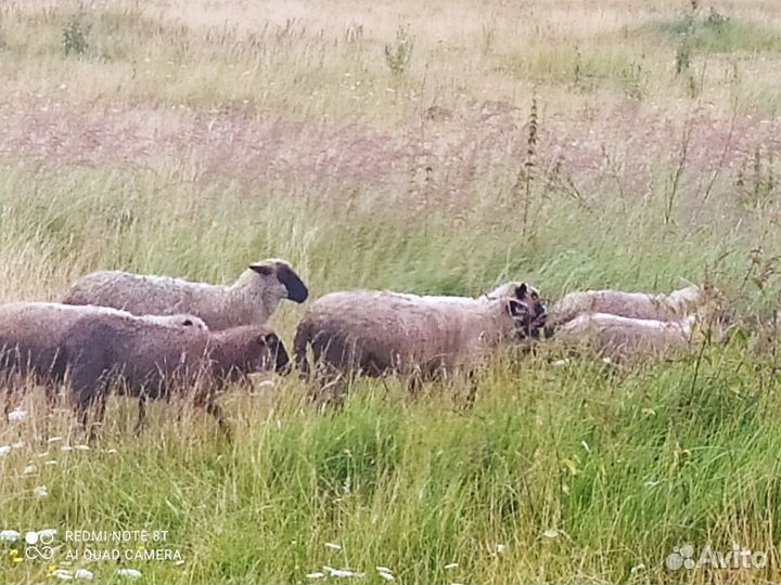 Овцы бараны