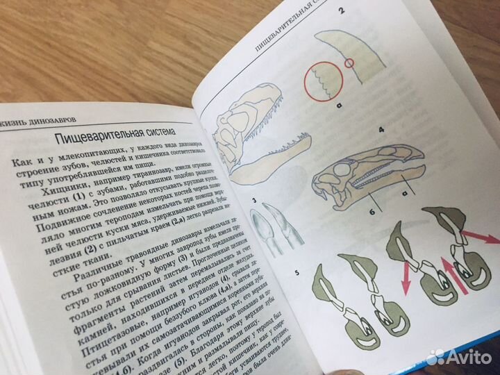 Динозавры (мини энциклопедия)