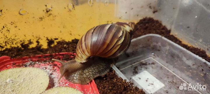 Улитки ахатины