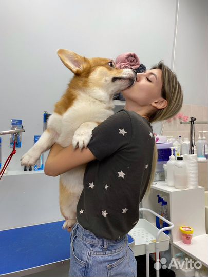 Грумер / Груминг с выездом на дом