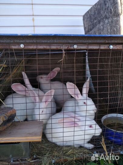 Кролики белый паннон