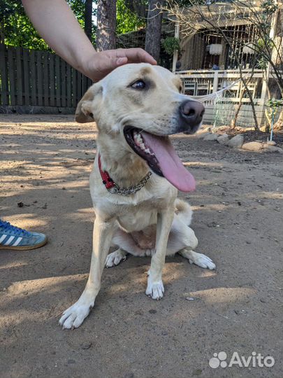 Собака в добрые руки