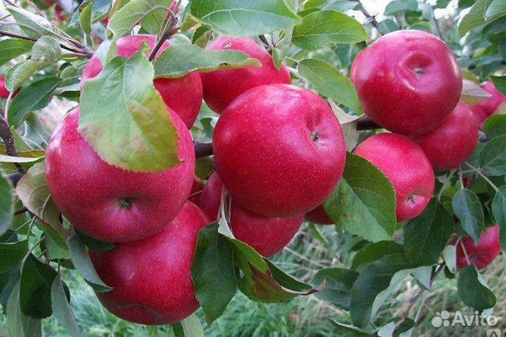 Саженцы яблони Иноред стори М-9