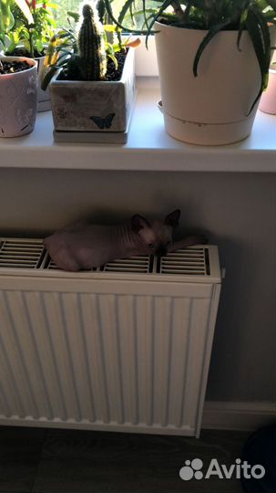 Канадский сфинкс котенок
