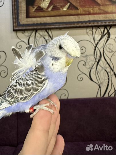 Хагоромо волнистые попугаи