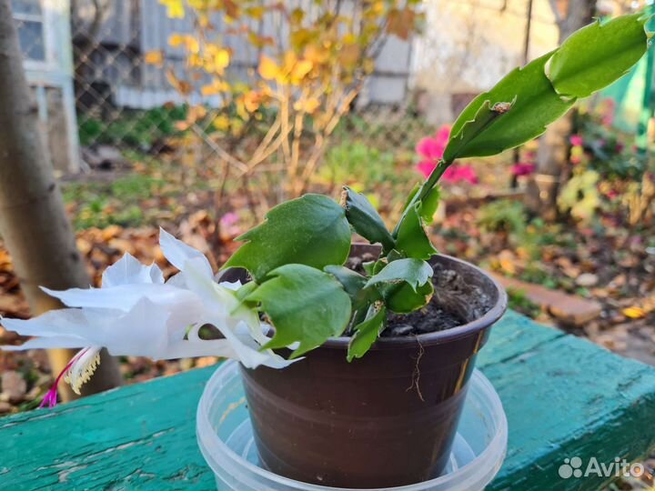 Декабрист цвета морковный, белый, фуксия