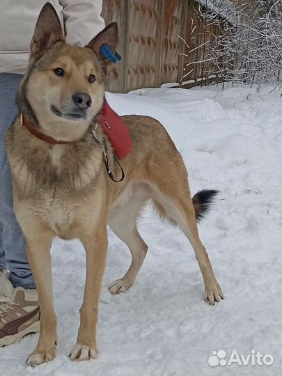 Лайка