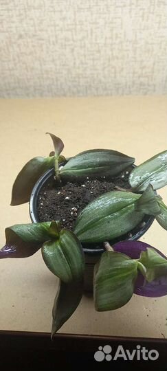 Традесканция