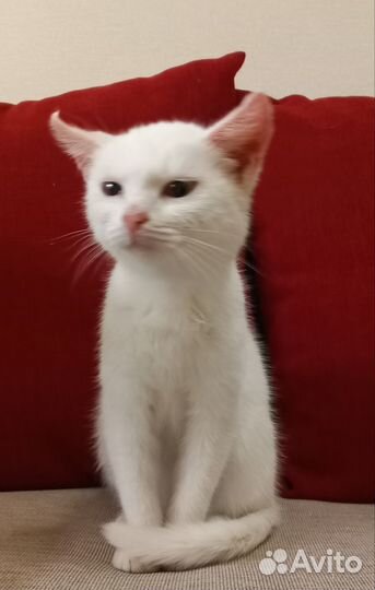 Котенок-девочка в добрые руки