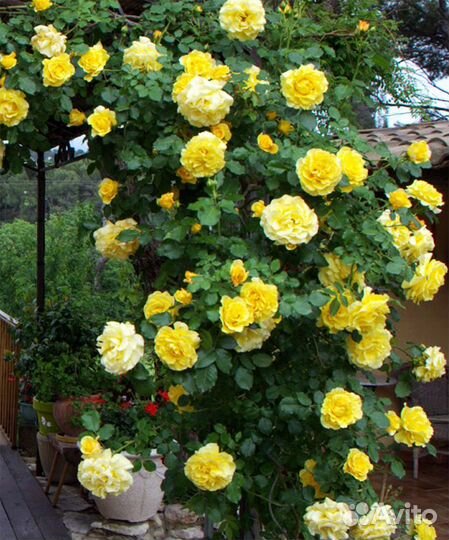 Плетистая роза Дон жуан и Флорентина