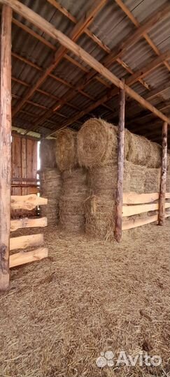 Продам сено в рулонах