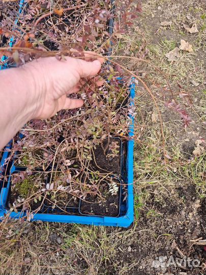 Саженцы клюквы,зкс