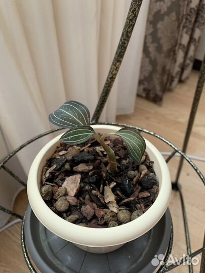 Орхидея Лудизия