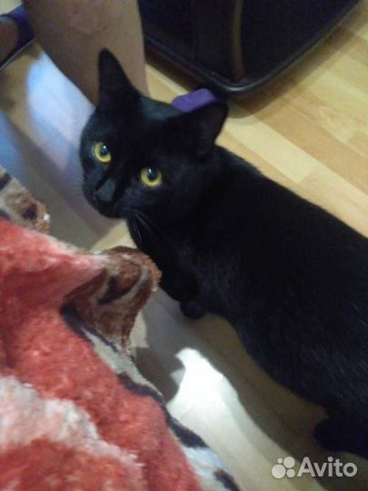 Черный кот Тихон