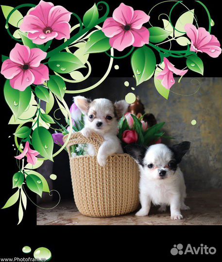 Чихуахуа щенки мальчик и девочка