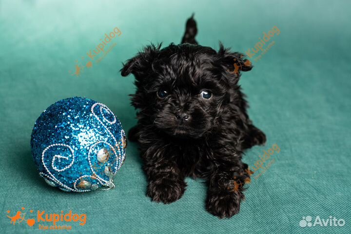 Русская цветная болонка