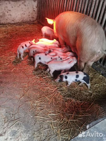 Поросята ландрас дюрок