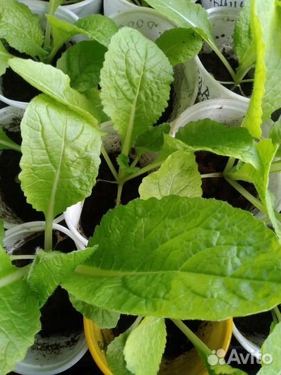 Продам рассаду пекинской капусты. 20 р/шт