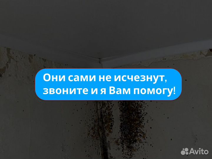 Уничтожение запаха плесени, удаление грибка