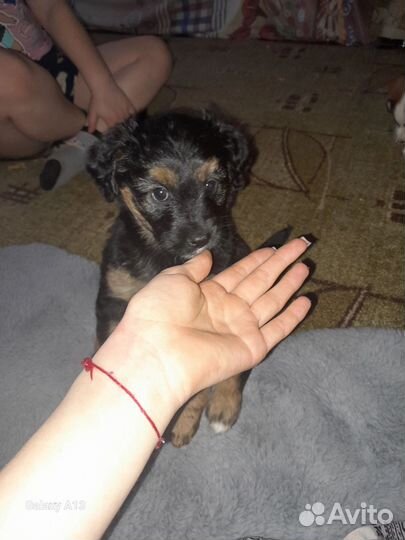 Собака в добрые руки отдам бесплатно