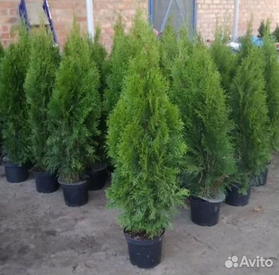 Туя смарагд