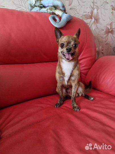 Вязка Ищем подружку