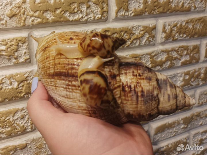 Улитка Ахатина ретикулята