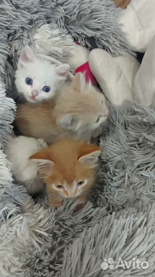 Котята