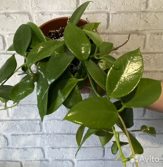 Хойи срез Кентиана,Кримсон,Лиза,Вайети и другие