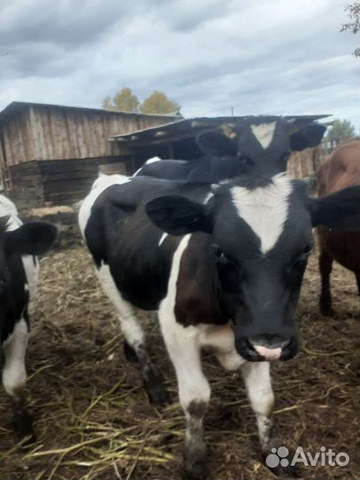 Бык на мясо и на доращивание бычки и телочка