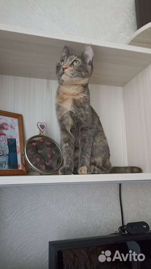 Котенок подросток
