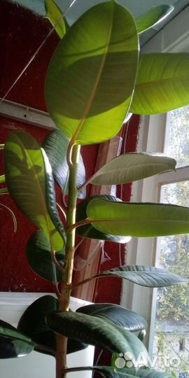 Фикус эластика