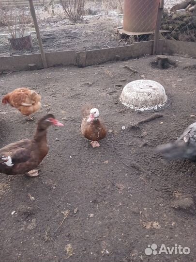 Мускусные утки на племя