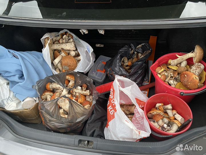 Грибы свежие подосиновики